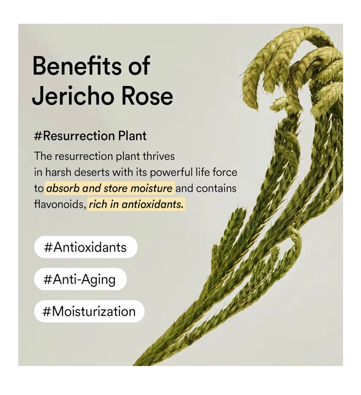 Abib Jericho Rose Collagen Eye Cream Tube - Contorno de Ojos Nutritivo con Colágeno 30ml